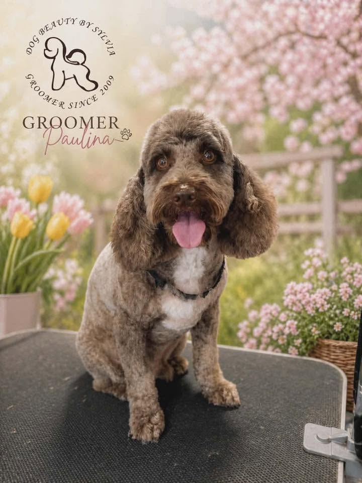Chocolate cockapoo on the grooming table after a full groom by Paulina