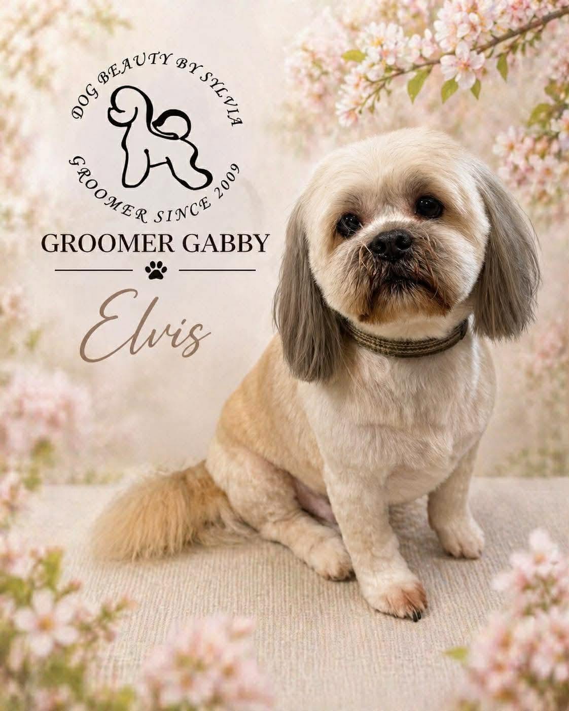 Shih Tzu named Elvis with a blossom backdrop, groomed by Gabby