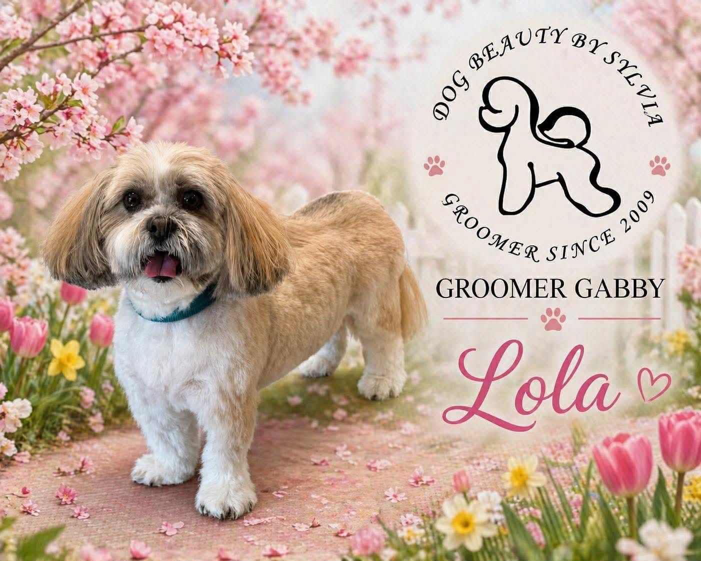 Lhasa Apso named Lola in a tulip garden setting, groomed by Gabby