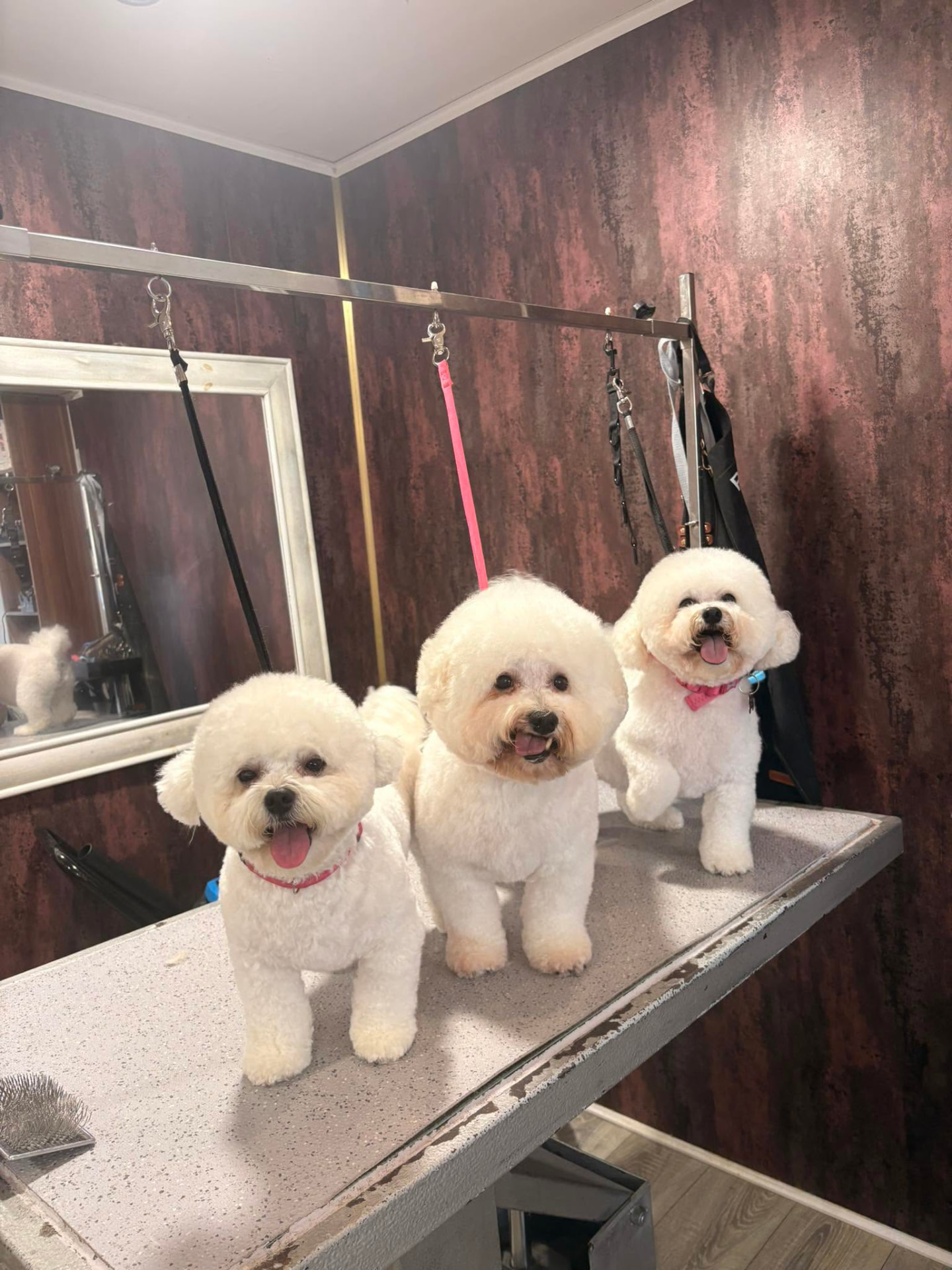Three freshly groomed bichon frises on the salon table