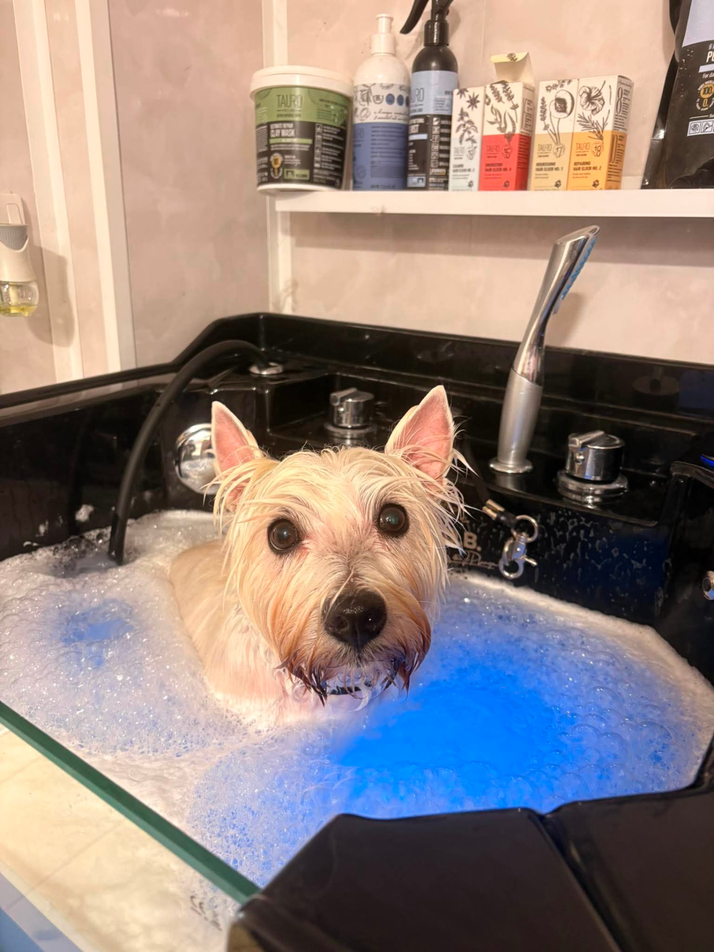 Small white terrier enjoying a bubbly ozone spa bath at Dog Beauty by Sylvia