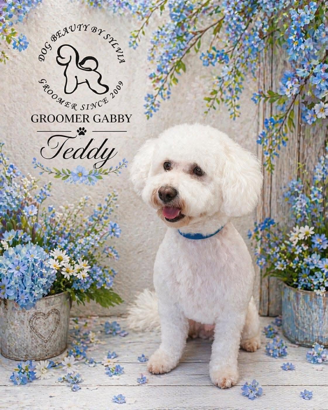 White bichon named Ted after a fluffy groom by Gabby