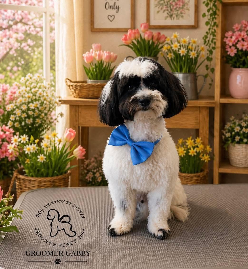Black and white cavachon with a blue bow tie after a full groom by Gabby