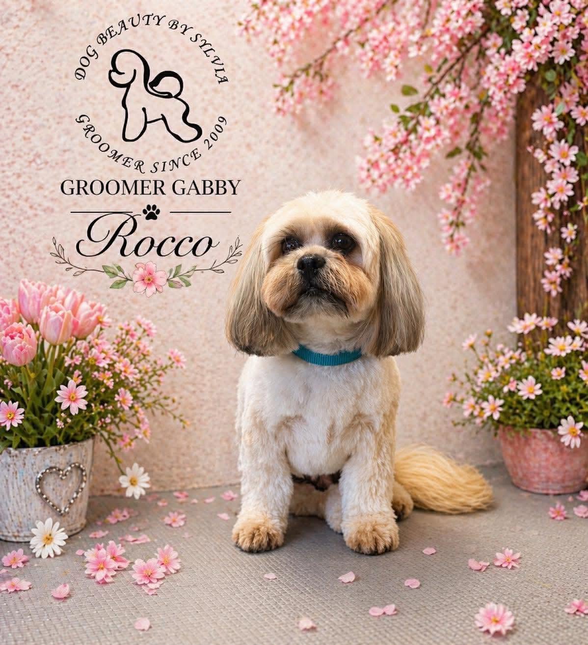 Shih Tzu named Rocco with blossom backdrop, groomed by Gabby