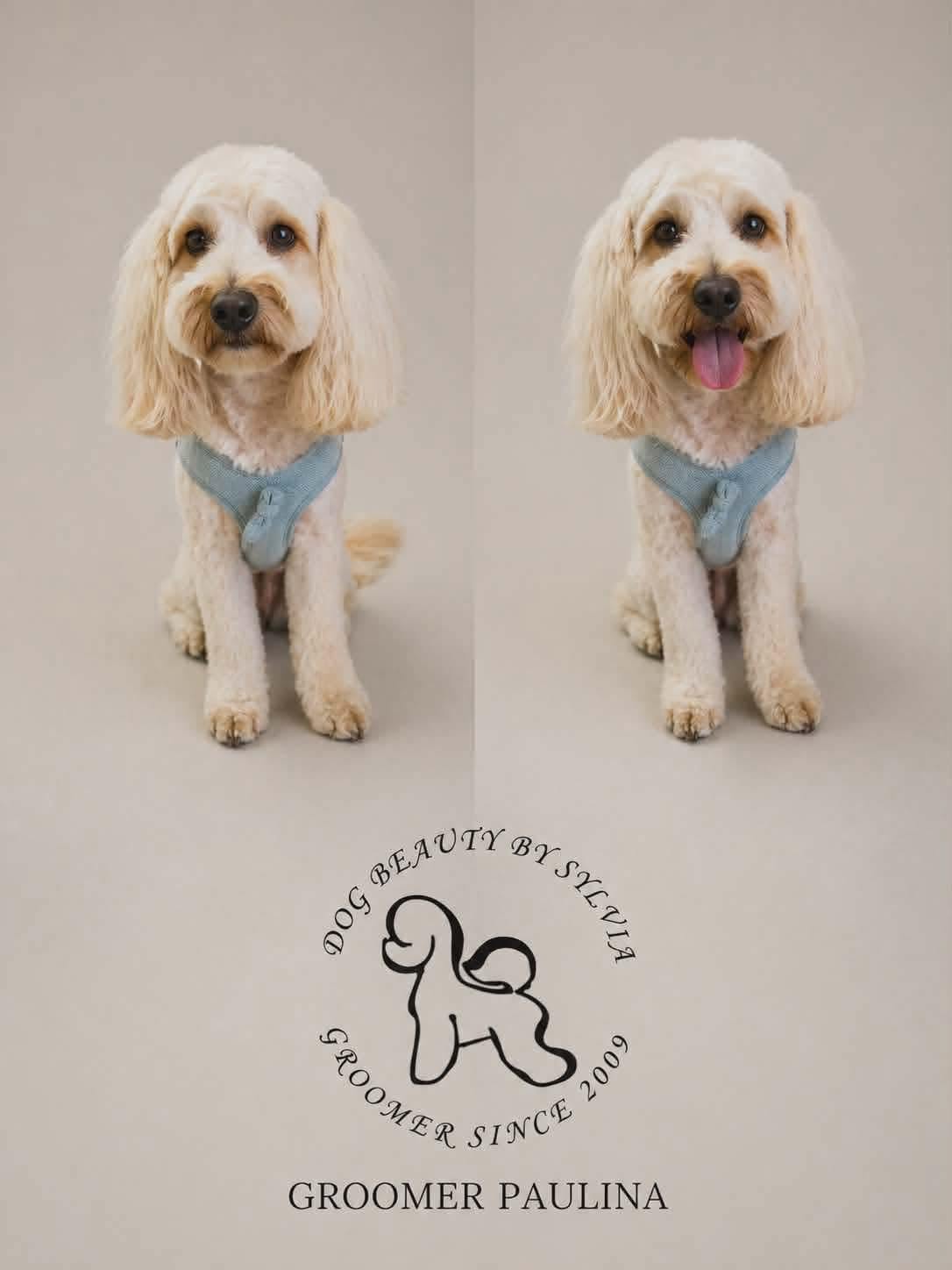 Cream cockapoo before and after portrait by Paulina