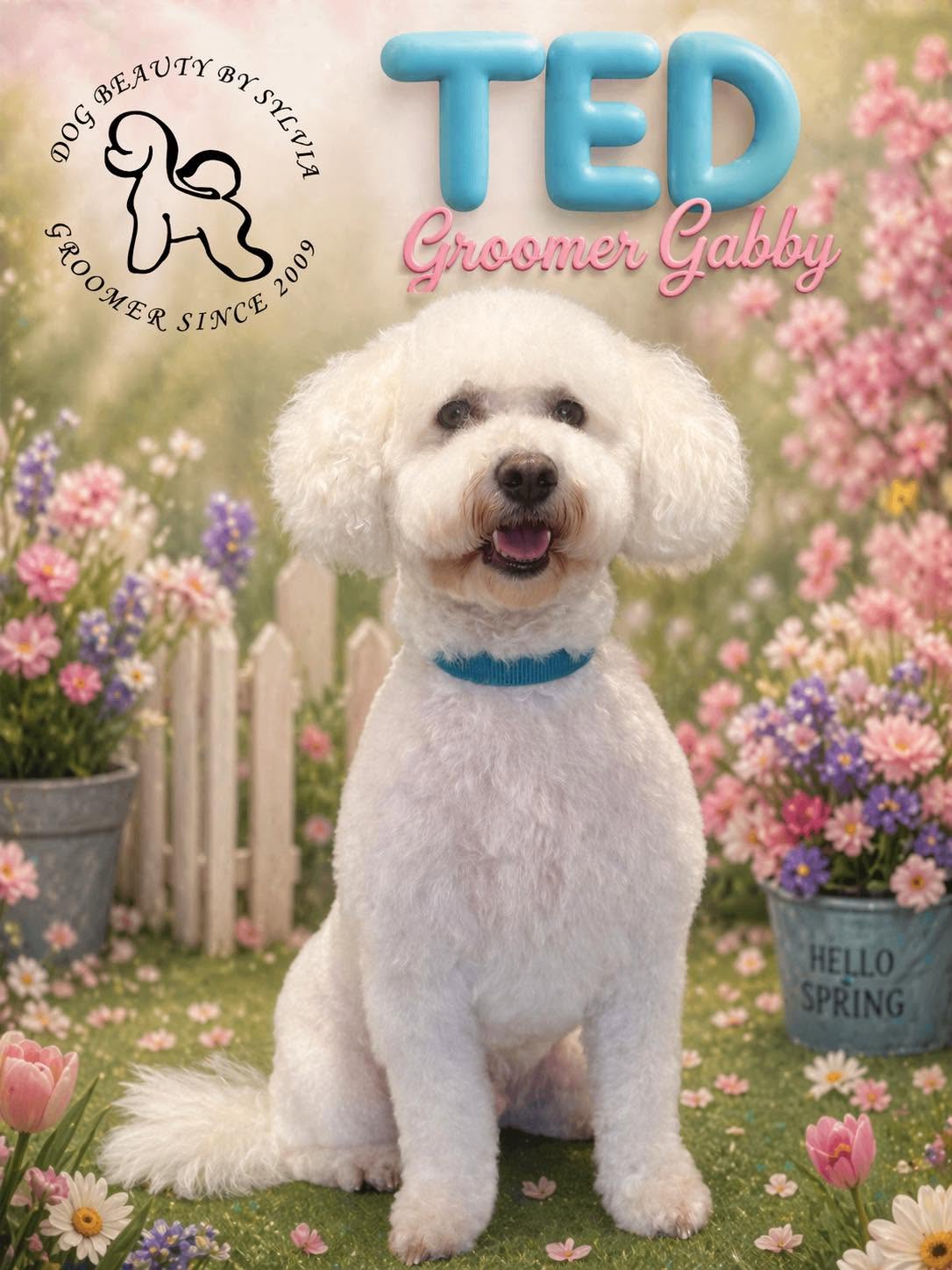 White bichon named Teddy among blue spring flowers