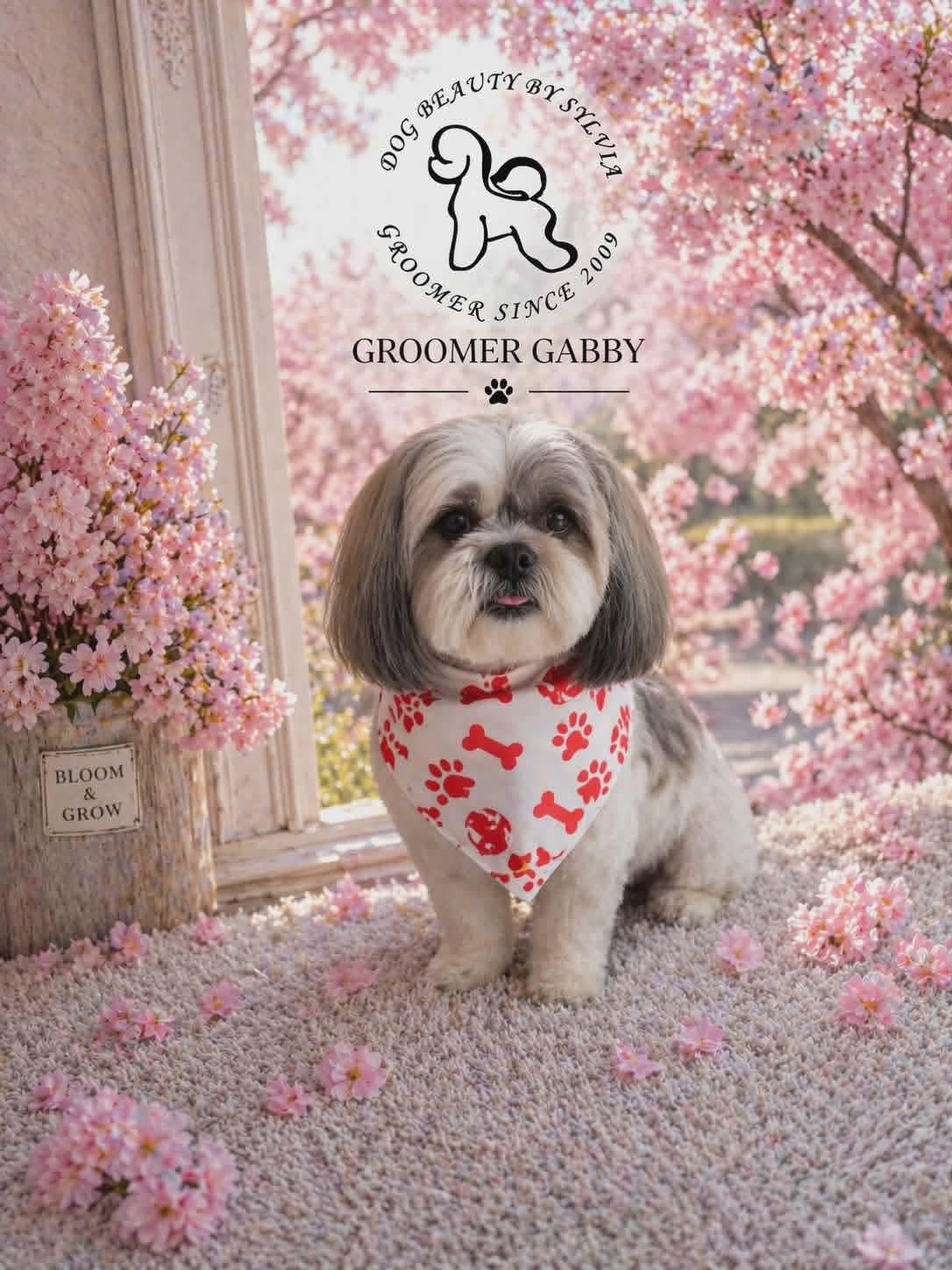 Cream cockapoo with a soft teddy trim, groomed by Paulina